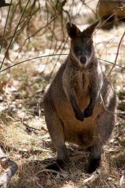 Bataklık valabisinin koyu kahverengi kürkü vardır ve genellikle göbeğinde, göğsünde ve kulaklarının dibinde paslı lekeler bulunur..