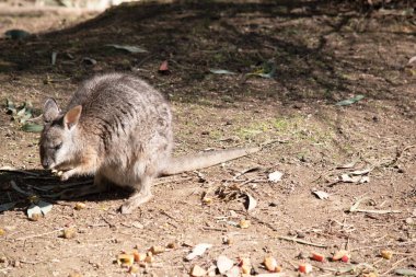 Tammar valabinin koyu grimsi üst kısımları, daha soluk alt kısımları, paslı kenarları ve uzuvları vardır. Tammar valabinin yüzünde beyaz çizgiler vardır..