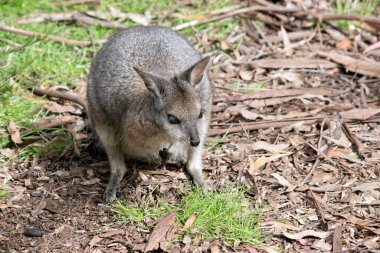 Tammar valabi arka ayaklarının üzerinde duruyor.