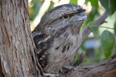 the tawny frogmouth has a mottled grey, white black and rufous  the feather patterns help them mimic dead tree branches.