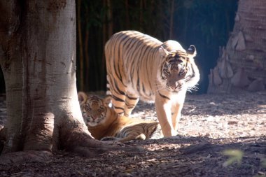 Kaplanlar keskin dişli, güçlü çeneli ve çevik vücutlu güçlü avcılardır..