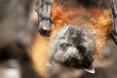 Yarasalar uçabilen tek memelilerdir. Kolları ya da elleri yerine kanatları var. Kanatların kemik yapısı insan eline benzer.. 