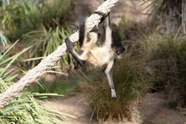 Genç siyah elli örümcek maymunun kanca gibi elleri ve kavrayıcı kuyruğu olan kahverengi kürkü var..