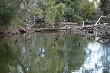 Ördekler gölde yüzüyor.