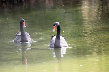 Siyah kuğunun sırtında beyaz ve boynu tamamen siyah olan siyah tüyleri vardır. Kırmızı gagalı, beyaz çizgili ve kırmızı gözlü.