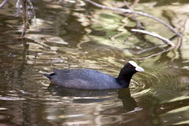 Avrasya yaban ördeği beyaz ön kalkanı olan bir Karadeniz kuşudur.