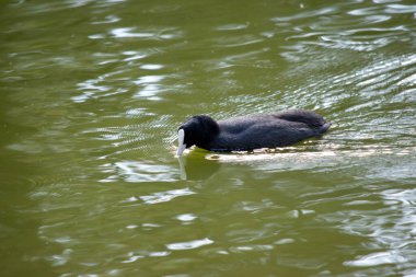 Avrasya yaban ördeği beyaz ön kalkanı olan bir Karadeniz kuşudur.