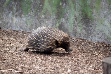 Kısa burunlu ekidnanın güçlü pençeli ayakları ve kahverengimsi bir vücudun üst kısmında dikenleri vardır..
