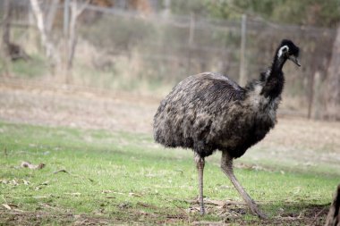 Emus 'lar koyu kahverengiden gri-kahverengi ve siyah uçlu ilkel tüylerle kaplıdır. Emu 'nun boynu mavimsi siyah ve tüysüz..