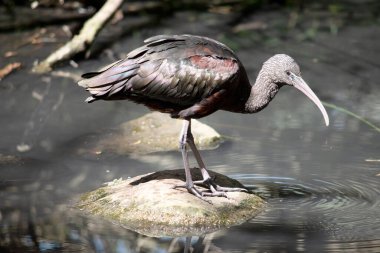 Parlak aynak boynu kırmızımsı-kahverengidir ve gövdesi bronz-kahverengidir. Kanatlarında metalik yanardöner bir parıltı vardır..