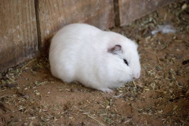 Gine domuzları küçük, şişman, kısa kulaklı, neredeyse kuyruksuz, evcil kemirgenlerdir. Genellikle evcil hayvan olarak tutulurlar.