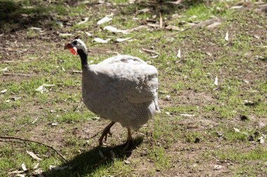 Miğferli Gine tavuğu gri-siyah benekli ve beyaz. Diğer kobaykuşlar gibi bu türün de tüysüz bir kafası var.,