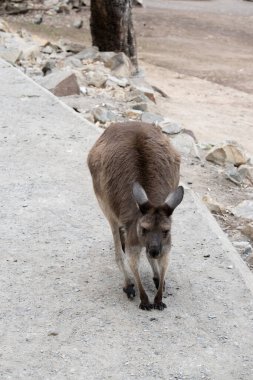 Kanguru Adası Kangurusu 'nun göbeğinin altında beyaz, kahverengi bir vücudu vardır. Ayrıca siyah ayakları ve pençeleri var.