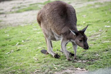 Kanguru Adası Kangurusu 'nun göbeğinin altında beyaz, kahverengi bir vücudu vardır. Ayrıca siyah ayakları ve pençeleri var.