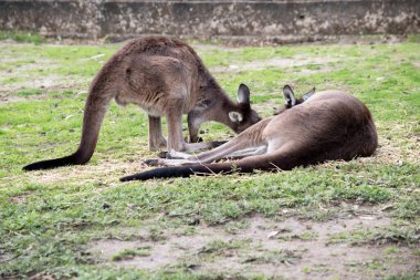 Kanguru Adası Kangurusu 'nun göbeğinin altında beyaz, kahverengi bir vücudu vardır. Ayrıca siyah ayakları ve pençeleri var.