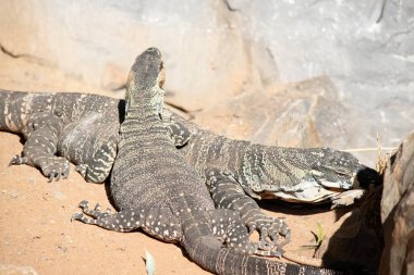 Dantel kertenkelenin üzerinde soluk sarı, krem şeritli ya da sıra sıra benekli koyu gri bir çelik gri vardır. Alt tarafı krema.