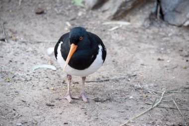 Fareli köyün istiridye yakalayıcısının siyah bir kafası ve at arabasının altında beyaz kanatları var. İnce turuncu bir gagası ve gözünün etrafında turuncu bir halkası var.
