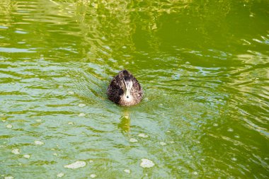 Pasifik Kara Ördeği 'nin koyu bir vücudu ve koyu renkli taç ve yüz çizgileriyle daha soluk bir kafası vardır. Tüyleri koyu kahverengidir, kenarları bronzdur, siyah gagası vardır.