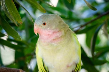 Prenses Alexandras 'ın papağanının pembe bir boynu açık mavi bir kafası ve yeşil kanatları var.