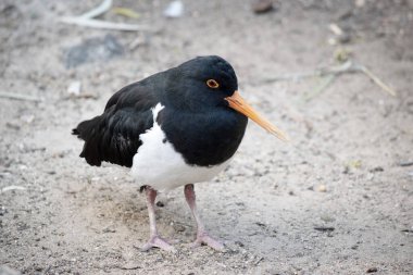 Fareli köyün istiridye yakalayıcısının siyah bir kafası ve at arabasının altında beyaz kanatları var. İnce turuncu bir gagası ve gözünün etrafında turuncu bir halkası var.