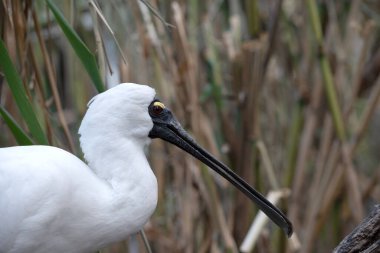 Kraliyet kaşığı kaşığa benzeyen siyah gagalı büyük beyaz bir deniz kuşudur..