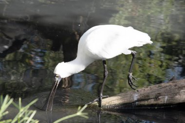 Kraliyet kaşığı kaşığa benzeyen siyah gagalı büyük beyaz bir deniz kuşudur. Kraliyet kaşığının sarı kaşları ve siyah bacakları vardır.