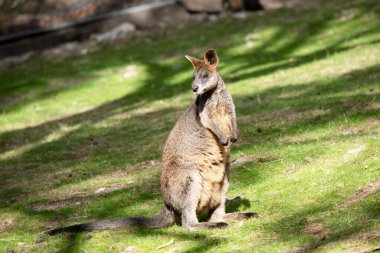 Bataklık valabisinin koyu kahverengi kürkü vardır ve genellikle göbeğinde, göğsünde ve kulaklarının dibinde paslı lekeler bulunur..