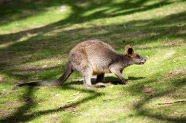 Bataklık valabisinin koyu kahverengi kürkü vardır ve genellikle göbeğinde, göğsünde ve kulaklarının dibinde paslı lekeler bulunur..