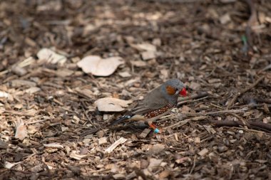 Erkek zebra ispinozunun, göbeğinin altında siyah ve beyaz bir kuyruğu olan gri bir vücudu vardır. Yüzünde turuncu yanaklar ve siyah çizgiler var.