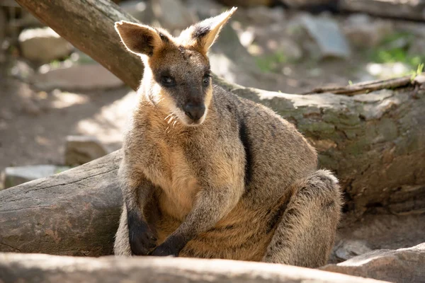 Bataklık valabisinin koyu kahverengi kürkü vardır ve genellikle göbeğinde, göğsünde ve kulaklarının dibinde paslı lekeler bulunur..