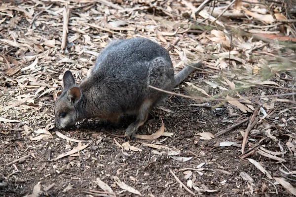 Tammar valabinin koyu grimsi üst kısımları, daha soluk alt kısımları, paslı kenarları ve uzuvları vardır. Tammar valabinin yüzünde beyaz çizgiler vardır..