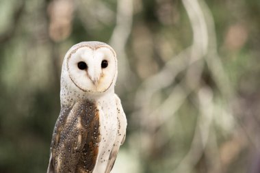Ahır baykuşlarının kalp şeklinde beyaz bir yüzü ve koyu renk gözleri vardır..
