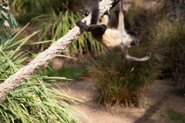 Genç siyah elli örümcek maymunun kanca gibi elleri ve kavrayıcı kuyruğu olan kahverengi kürkü var..