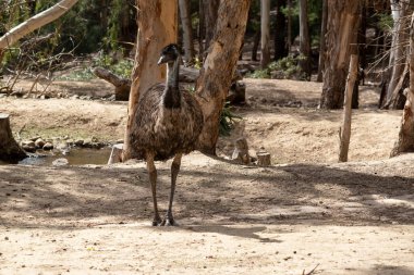 Emus 'lar koyu kahverengiden gri-kahverengi ve siyah uçlu ilkel tüylerle kaplıdır. Emu 'nun boynu mavimsi siyah ve tüysüz..