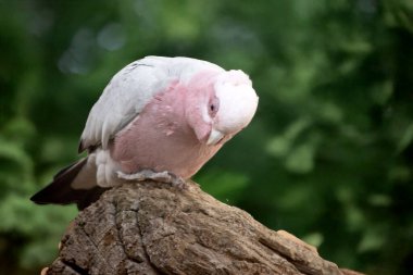 Galah 'ın soluk gri bir sırtı, soluk gri bir poposu, pembe bir yüzü ve göğsü ve açık pembe gezici bir arması vardır..