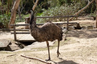 Emus 'lar koyu kahverengiden gri-kahverengi ve siyah uçlu ilkel tüylerle kaplıdır. Emu 'nun boynu mavimsi siyah ve tüysüz..