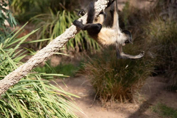 Genç siyah elli örümcek maymunun kanca gibi elleri ve kavrayıcı kuyruğu olan kahverengi kürkü var..