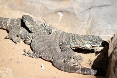 Birbirini geçen iki dantel kertenkele.