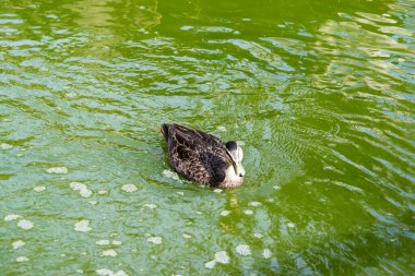 Pasifik Kara Ördeği 'nin koyu bir vücudu ve koyu renkli taç ve yüz çizgileriyle daha soluk bir kafası vardır. Tüyleri koyu kahverengidir, kenarları bronzdur, siyah gagası vardır.