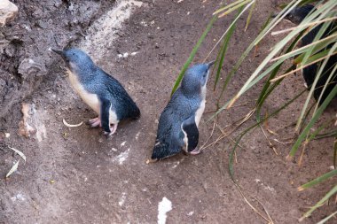 Penguenlerin büyük bir kafası, kısa bir boynu ve uzun bir gövdesi vardır. Kuyrukları kısa, sert ve kama şeklinde..
