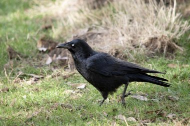 Kuzgun, beyaz gözlü, gri ayaklı ve gagalı siyah bir kuştur.