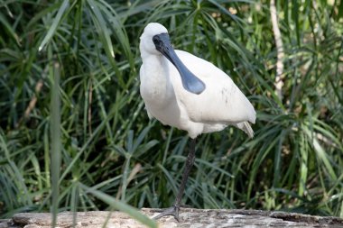 Kraliyet kaşığı kaşığa benzeyen siyah gagalı büyük beyaz bir deniz kuşudur..