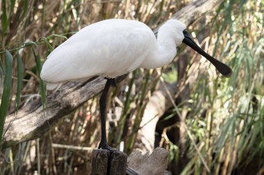 Kraliyet kaşığı kaşığa benzeyen siyah gagalı büyük beyaz bir deniz kuşudur. Kraliyet kaşığının sarı kaşları ve siyah bacakları vardır.