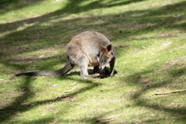 Bataklık valabisinin koyu kahverengi kürkü vardır ve genellikle göbeğinde, göğsünde ve kulaklarının dibinde paslı lekeler bulunur..