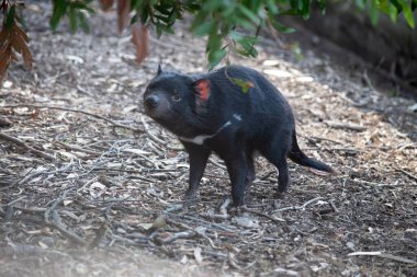 Tazmanya canavarı siyah renkli göğsünde ve kıçında beyaz bir şerit var ve neredeyse tüysüz, pembe kulakları var..