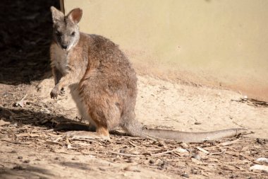 Tammar valabisinin koyu grimsi üst kısımları vardır, alt kısmı daha soluk ve paslı kenarları ve uzuvları vardır..