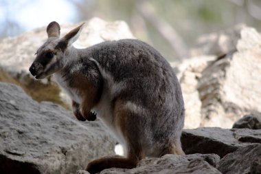 Sarı ayaklı kaya valabisi beyaz yanak çizgisi ve turuncu kulaklarıyla parlak renklidir..