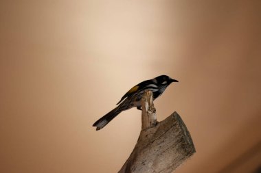 Sarı tüylü bilmişin parlak sarı bir alnı, tacı ve boğazı, parlak siyah bir maskesi ve parlak altın kulak telleri vardır..