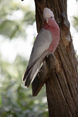 Galah 'ın soluk gri bir sırtı, soluk gri bir poposu, pembe bir yüzü ve göğsü ve açık pembe gezici bir arması vardır. Kemik renginde bir gagası var ve göz halkasının çıplak derisi deriyle kaplanmış..