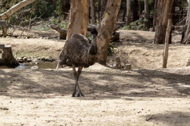 Emus 'lar koyu kahverengiden gri-kahverengi ve siyah uçlu ilkel tüylerle kaplıdır. Emu 'nun boynu mavimsi siyah ve tüysüz..
